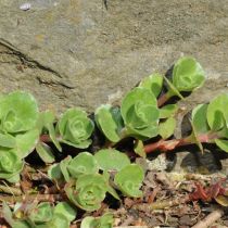 sedum spurium  album superbum 