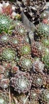 sempervivum arachnoideum sempervivum arachnoideum