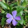 vinca major