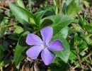 vinca major