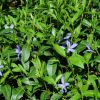 vinca minor vinca minor