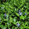 vinca minor  