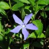 vinca minor vinca minor