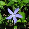 vinca minor