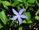 vinca minor