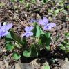 viola odorata viola odorata
