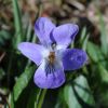 viola odorata