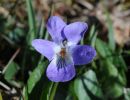 viola odorata